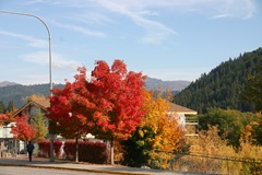 Red, gold, and green
