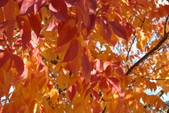 Just leaves