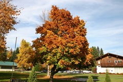 Multi-colored tree