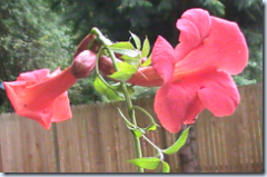 Butterfly Plant