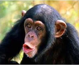 Chimp