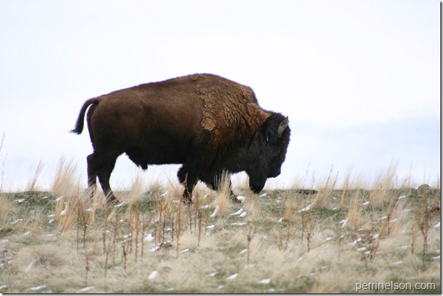Buffalo Buffalo