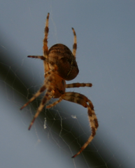 Itsy_Bitsy_Spider