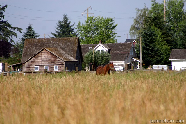 Out to pasture