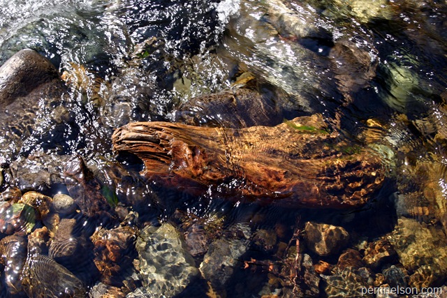 Wood
