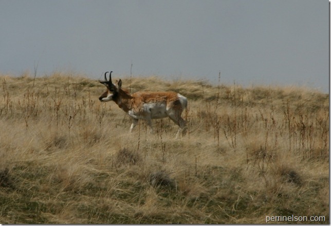 Antelope Antelope