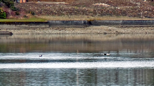 lake_tapps_002