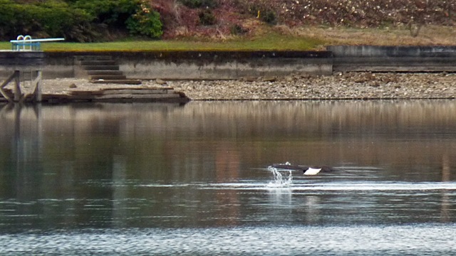 lake_tapps_003