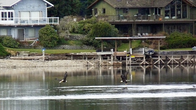lake_tapps_005