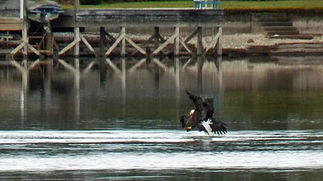 lake_tapps_006