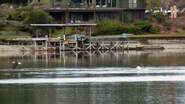 lake_tapps_008