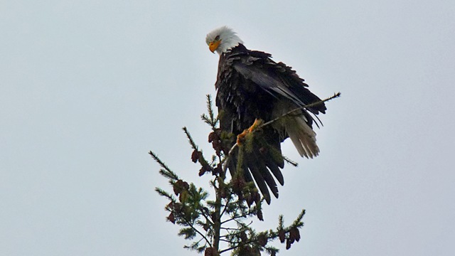 lake_tapps_009