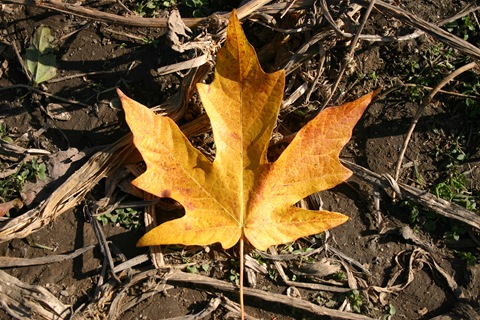 Maple leaf