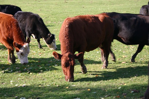 Cows