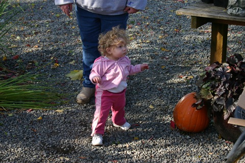 Sidney watching the pumpkins get weighed