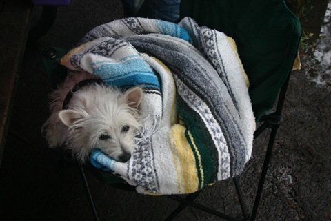 Snoopy stays warm while we break camp