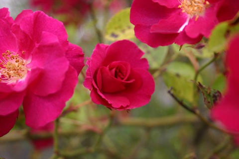 Stop and smell the roses