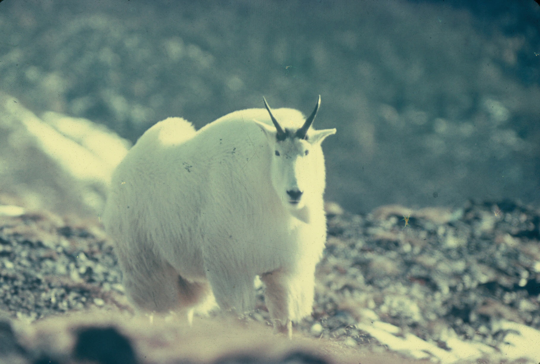 Mountain Goat