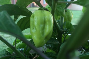 Trinidad Scorpion Hot Pepper